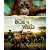 SJ-8246A 回归野性