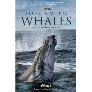 TW-2291	鲸鱼的秘密 