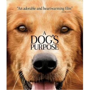 LJ-1110A 一条狗的使命1-2【2碟】