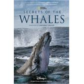 TW-2291	鲸鱼的秘密 