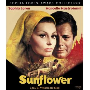 4GBD257569 向日葵