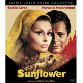 4GBD257569 向日葵