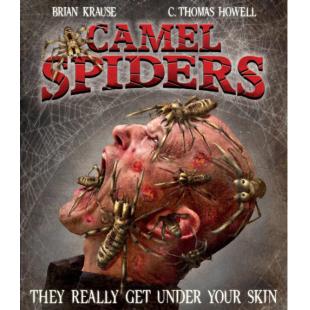 4GBD258908 骆驼蜘蛛